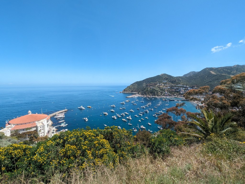 Swimmer bit by a shark during Catalina Channel swim – San Bernardino Sun
