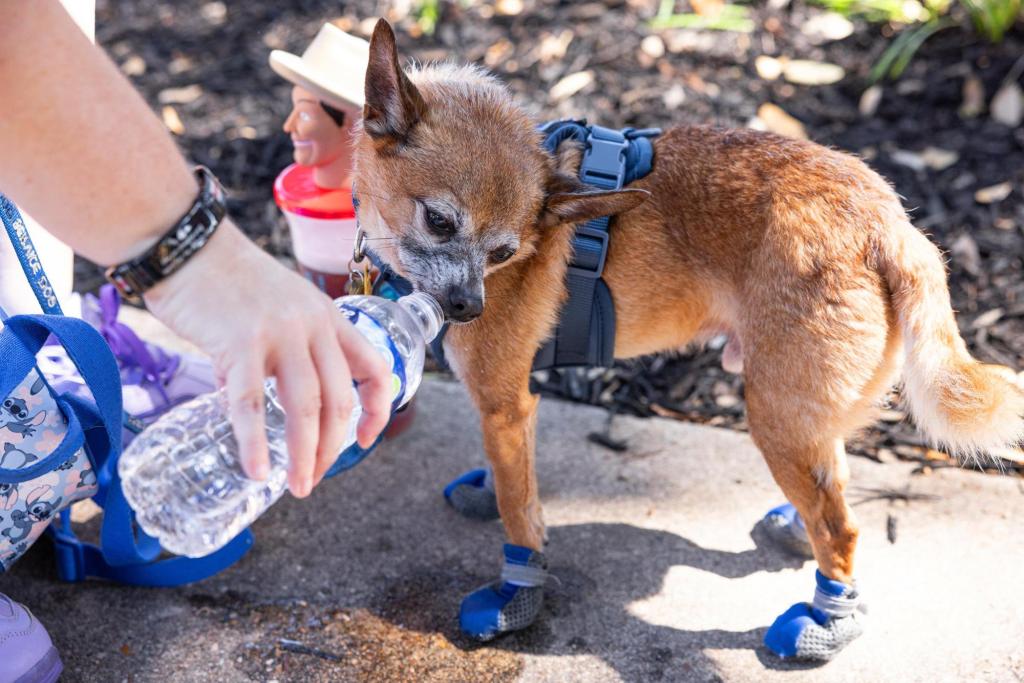 Researchers aim to translate dog sounds with AI – San Bernardino Sun