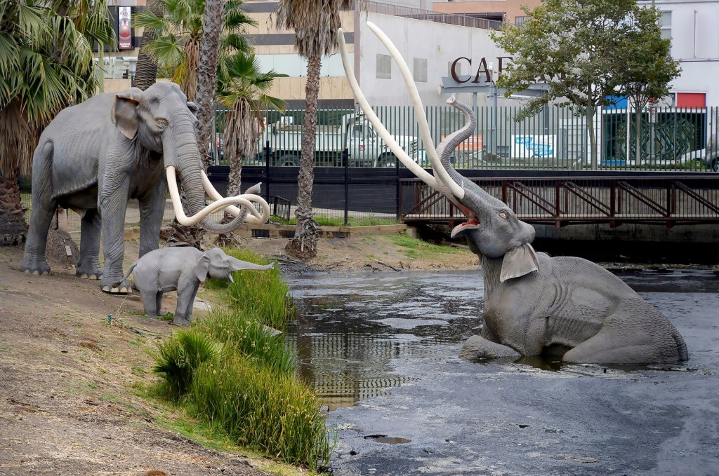 You might be surprised by how many fossils are from the La Brea Tar Pits – San Bernardino Sun
