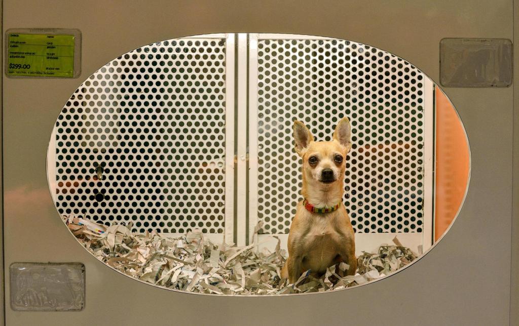 The folly of banning pet sales – San Bernardino Sun