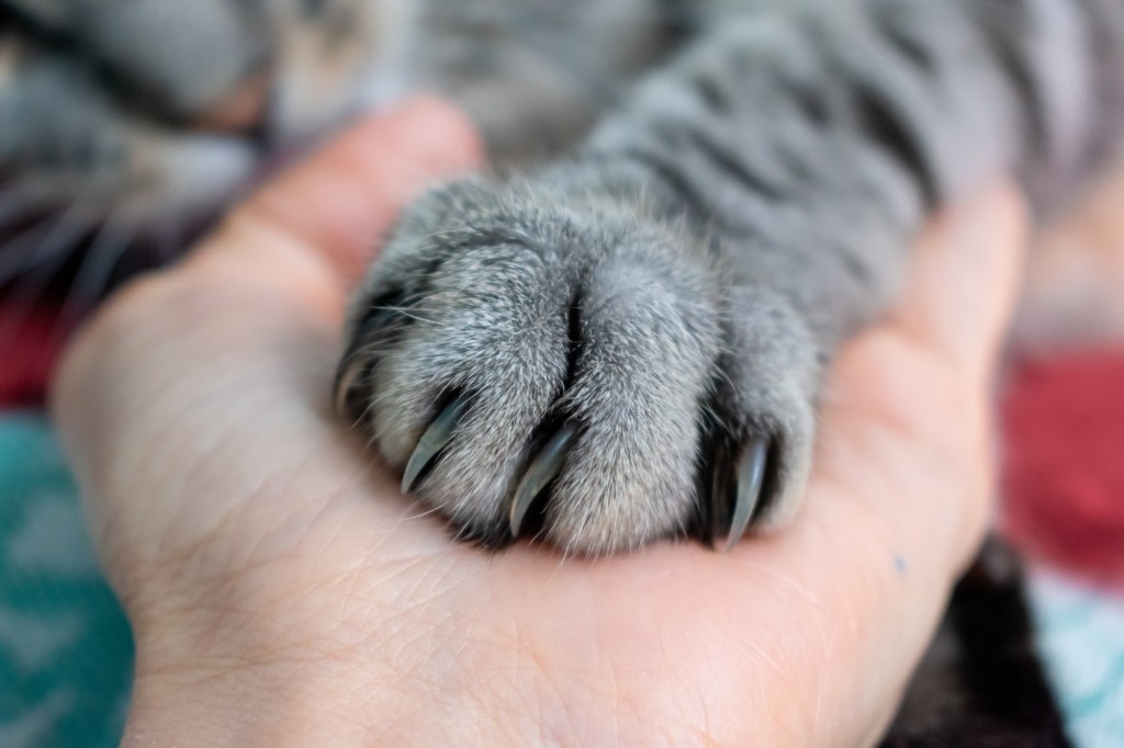 California bans cat declawing, takes new steps to halt puppy mills – San Bernardino Sun