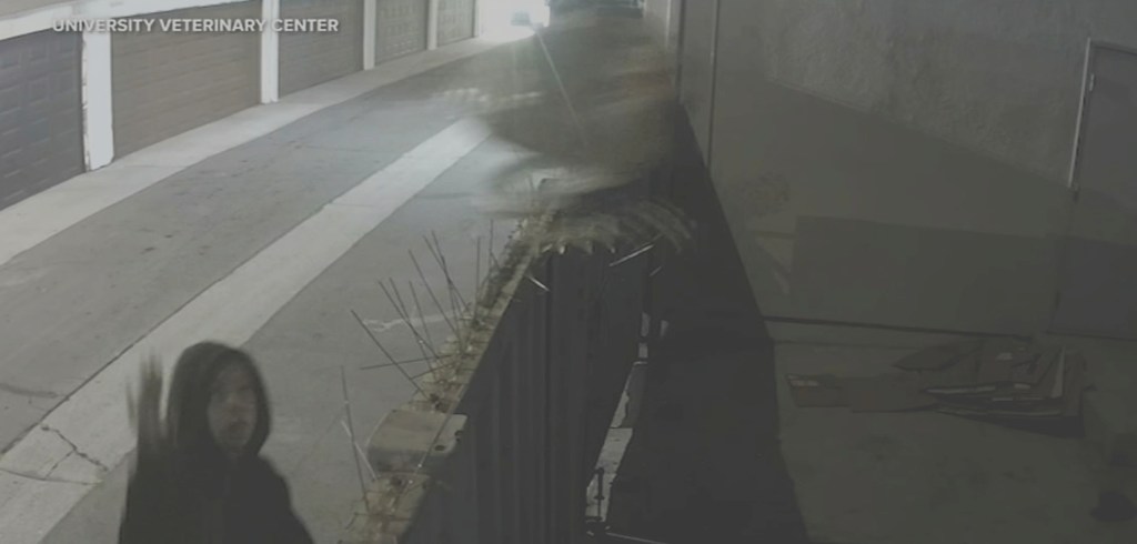 Abused dog thrown over Anaheim vet’s fence is in critical condition – San Bernardino Sun