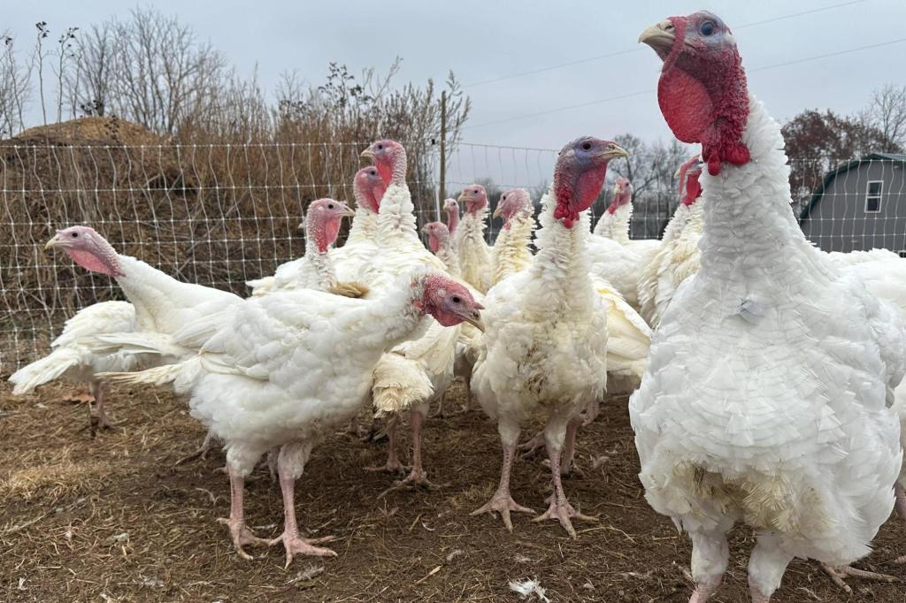 Stores keep prices down for turkeys. Other Thanksgiving foods may cost more