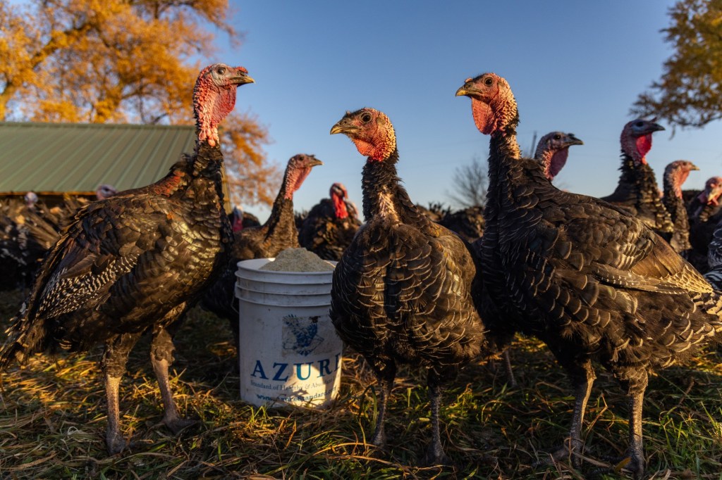 Bird flu cases are on the rise again, including 2 million turkeys. Will that affect your Thanksgiving dinner? – San Bernardino Sun