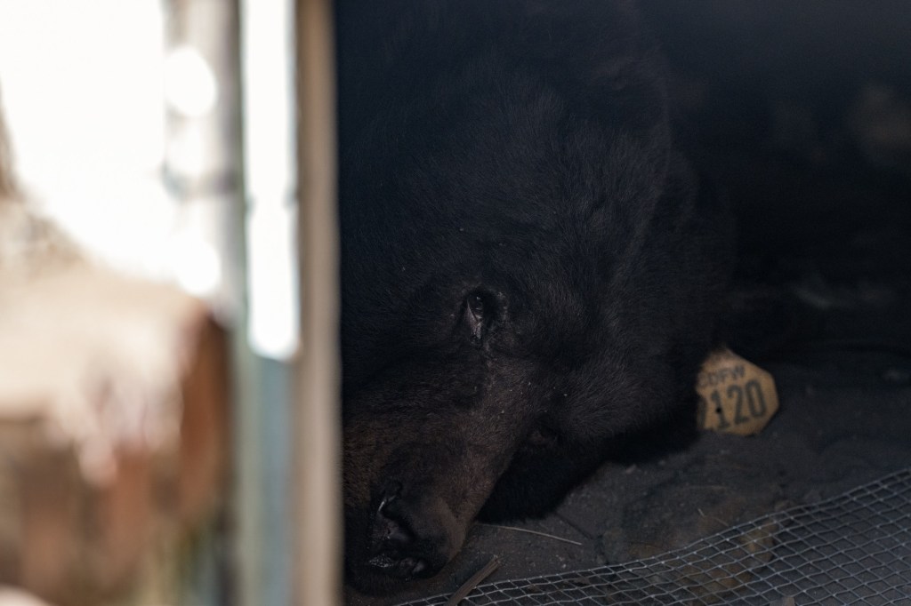 Half-ton bear settles in beneath an Altadena home, thwarting creative efforts to move him out – San Bernardino Sun