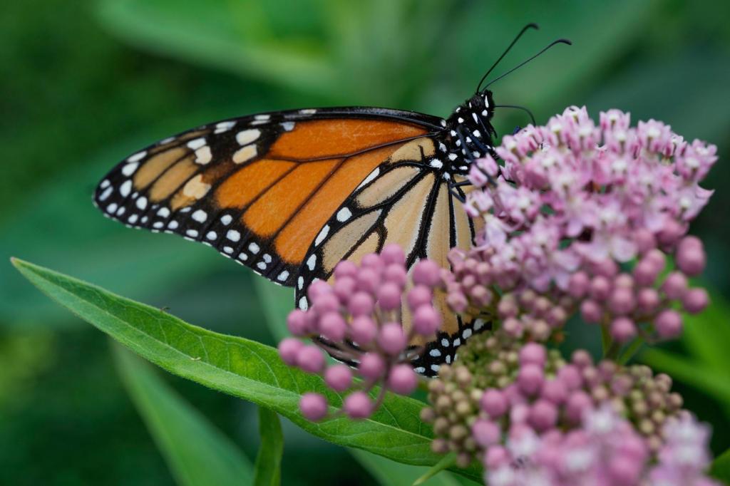 Trump delays decision on federal protections for monarch butterflies